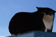 屋根の上で巨大な猫が踊る！？面白動画がSNSで大ウケし有名になった自動車整備工場