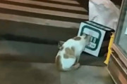 仲間の猫が交通事故に。その亡骸を入れた箱の前で悲しみの鳴き声を上げる猫