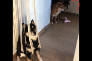 「シバ犬を探せ！」海外に人気の忍者ワンコ達 海外の反応