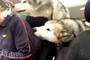 迎えの車に乗り込んでもデイケアに居た興奮が抑えられない２匹のマラミュート犬