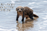 謎生物？いいえ違います、水遊びをしているアナグマの珍しい光景がとらえられる