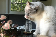 【海外】猫はなぜ水を前にして警戒するのか？水皿の謎に迫る！