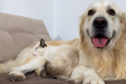 「僕はここで寝るの！」大好きなゴールデンレトリーバーにくっついて眠りたい猫に癒やされます
