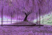【海外】「日本は幻想的すぎる」樹齢200年以上の藤の花が美しすぎると海外で話題に！