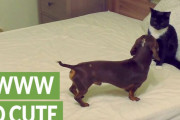 ベッドは誰のもの？犬と猫のベッド争奪戦！