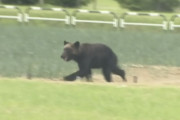 韓国人「北海道で野生のクマが襲撃…50代の新聞配達員が亡くなる…ﾌﾞﾙﾌﾞﾙ」
