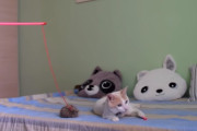遊んでいたおもちゃを飼主さんに壊され悲しみに暮れる猫