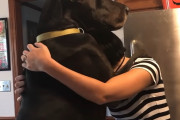 新しい子犬を見せると飼主さんより大きいグレート・デーンが甘えん坊に！まるで「ボクの事も忘れないで」と訴えてるみたい！