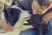 【動画】働き者の牧羊犬！散らばった羊を一瞬で囲い込む手腕が素晴らしい【海外の反応】