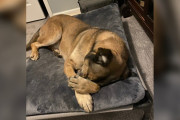 【海外】「特別な夜！シェルター犬が数年ぶりに夢のベッドで眠る」