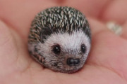 外国人「日本のアーティストが小石をリアルな動物に変身させている！」Part2
