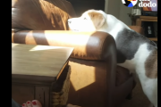 背骨が短くたって皆に愛されています。 拾われた子犬クーパーの物語
