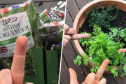 「国際パクチー嫌悪の日」を迎えました！あのクッソマズい野菜に中指を立てて憎悪しましょう！