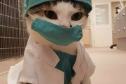 外国人「ちゃんと仕事をしている猫を世界から集めてみた！」
