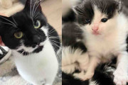 【海外】「数ヶ月の追跡！ついに子猫を連れた野良猫を保護し、願いを叶えた物語」