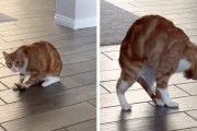 【海外】この猫が自分のしっぽを追いかける様子を見てみて！次に何をしたらいいかわからないみたいだよ！