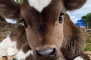外国人「一生食べないだろうなって動物は何？俺はイルカやクジラや牛だ」
