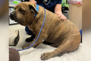 【海外】「悲しい目のシェルター犬が45ポンド減量！幸せな結末を迎えた感動ストーリー」