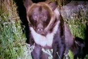 海外「日本は動物を虐めるのが好きなのか？」札幌で住宅街を徘徊していたクマが駆除され外国人の中でも話題に