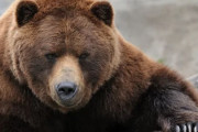 韓国人「クマに遭遇したら…逃げる方法について調べてみよう」