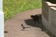 鳥「尾行なんてしてないよ！」猫「!?」←いつまでも続く関係