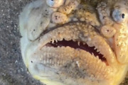 SFじゃなくてホラーかな「星を見つめるもの」の名を持つ魚がシンガポールで激写されていた