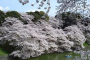 海外「桜の時期だし日本各地の桜の開花状況を紹介しあおう！」2019年日本の桜の開花状況に対する海外の反応