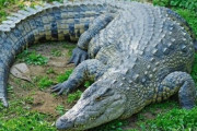 ワニのしっぽも切れたら再生可能な事が最新の研究で判明！ すげえええええ