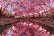 外国人「やっぱり自分は桜の季節の日本が一番好きだ！」
