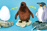 日本の「成長するオウサマペンギンのぬいぐるみ」が可愛すぎる！【タイ人の反応】
