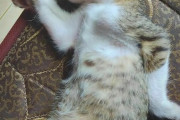 外国人「様子がおかしくなってる猫の画像を集めてみたｗｗｗｗ」