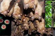 【海外】コウモリウイルス進化の謎：COVID-19は自然に発生し、野生動物取引を通じて人間に広がった？