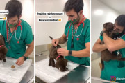 ラブラドールの子犬が、おやつにつられてあっさり注射されてしまうのが微笑ましい