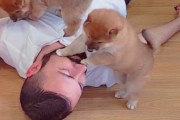 死んだふりした飼い主を蘇生する柴犬の子犬たちが可愛すぎる（海外の反応）