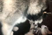 噛み付く猫！振り回す犬！マラミュートと長毛猫が楽しく取っ組み合いな動画！