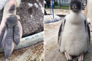 外国人「みんなが見たことないユニークな動物の足を見せていく！」