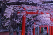 外国人「俺を日本に連れて行ってくれ！こういうのが見たいんだ！」
