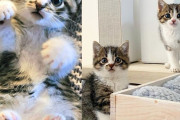【海外】駐車場に現れた2匹の小さな猫、助けが来るまで寄り添っていた！その理由とは？