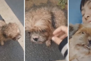 全身びしょ濡れで道路を彷徨っていた迷い犬。心優しい女性に拾われたその後の運命とは？
