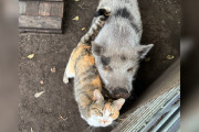 【海外】孤独な豚と出会った野良猫の奇跡の友情がもたらした変化とは？