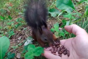 野生のリス、人間にエサをもらいながら急にフリーズ！ 一体何があったのｗｗｗｗ