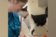 【海外】悲しむボランティアを癒した猫の頭突き — ふたりの人生が劇的に変わった瞬間とは？