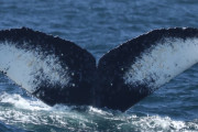 【海外】ザ・クジラソング、倍増中！食べ物増えてるからね♪