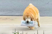 【海外】「視力を失った犬が毎朝新聞を取りに行く理由とは？」