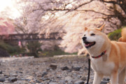 「京都の桜、1200年ぶりの早咲き」→「1200年も記録がある日本すごいね…」【海外の反応】