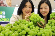 【悲報】日本からシャインマスカットを盗んだ韓国人農家は、反省する所か誇っていた‥韓国人が日本からシャインマスカットを盗んだ過程がコチラ‥　韓国の反応