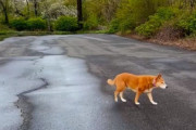 「うちの犬のスピードは常に変わらない…」癒される人が続出していた散歩の様子