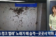 【閲覧注意】韓国人「韓国各地でスカンク虫（ヤスデ）が大量発生！」悪臭で住民が苦しむ‥　韓国の反応