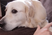 飼い主さんに体中をポチポチ押されてイライラしてきちゃうゴールデン・レトリバー！