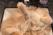 洗面台のシンクにモップが置きっぱなしに！と思ったら爆睡中の猫だった件